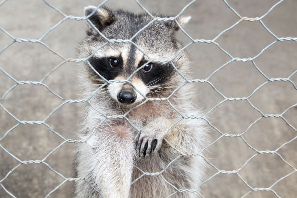 Kalispell Wildlife Removal