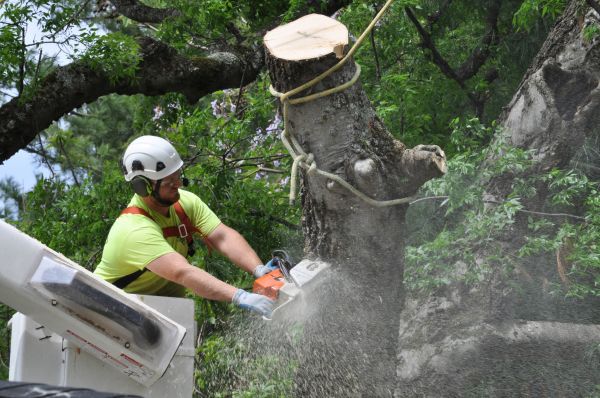 Kalispell Tree Trimming