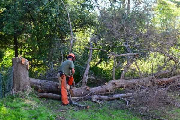 Kalispell Tree Removal